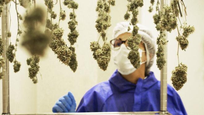 Cultivos de cannabis medicinal llegan a Nueva Helvecia